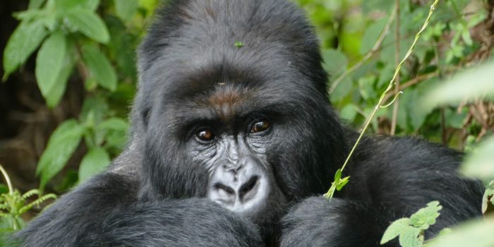 Virunga Gorilla Families,Congo Safaris-Primate Safaris Rwanda