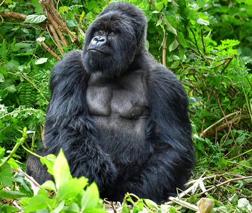 Gorilla trekking in Uganda 